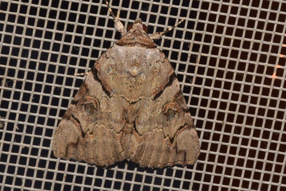 Catocala hymenaea - kökény-övesbagoly