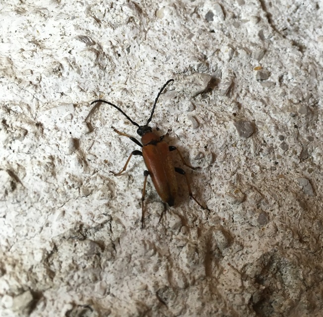 Stictoleptura rubra - vörös virágcincér