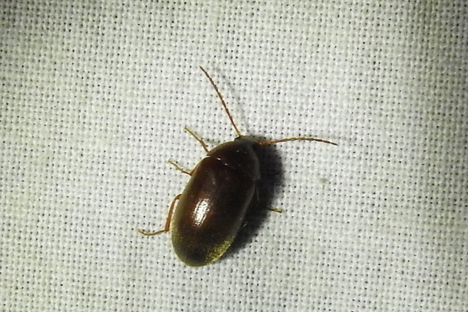Hymenalia rufipes - rőtlábú alkonybogár