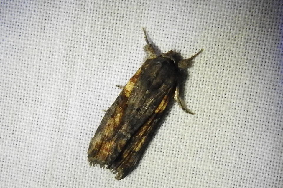 Bryophila raptricula/felina