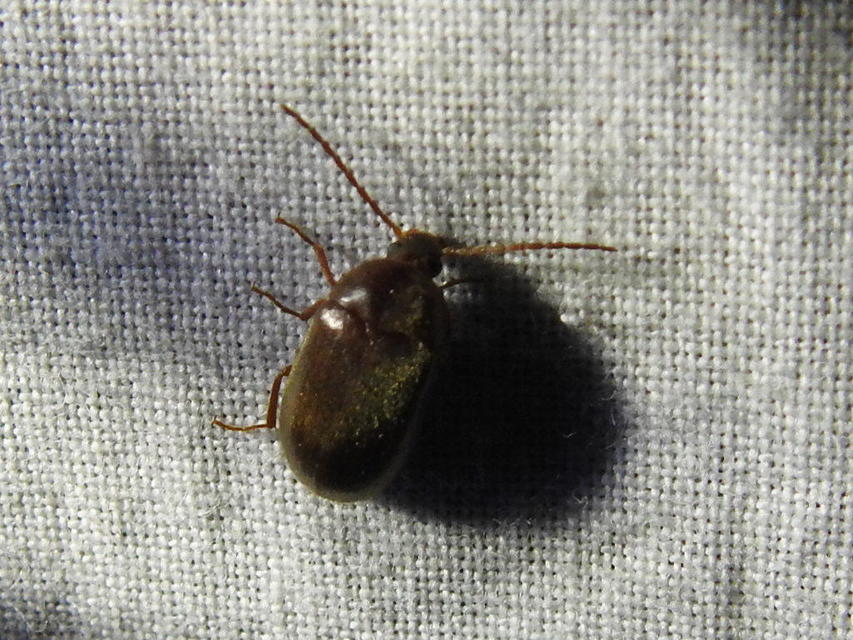 Hymenalia rufipes - rőtlábú alkonybogár