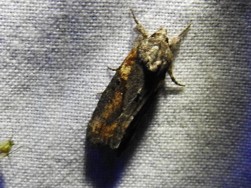 Bryophila raptricula/felina