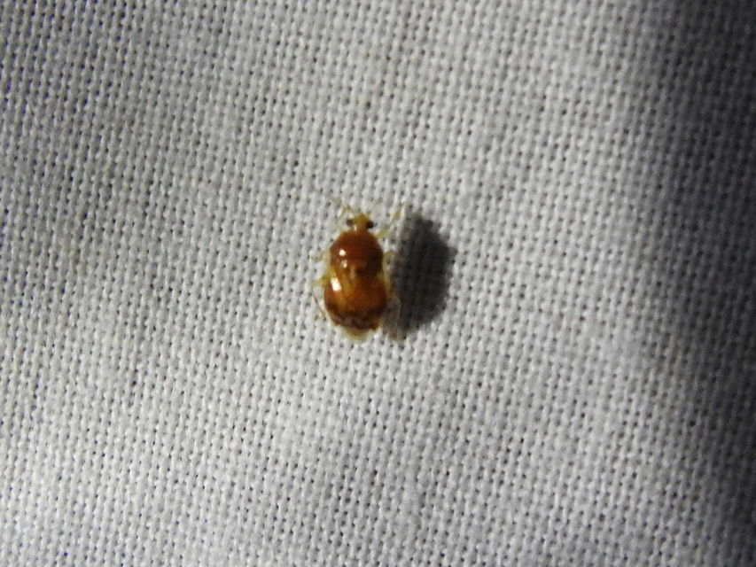 Deraeocoris lutescens - sárgás mezeipoloska