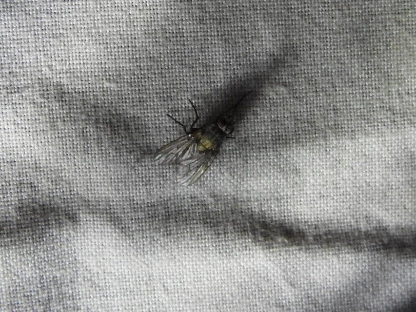 Muscidae - igazi legyek
