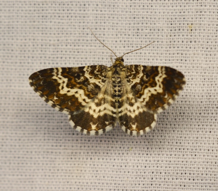 Epirrhoe tristata - gyászos tarkaaraszoló
