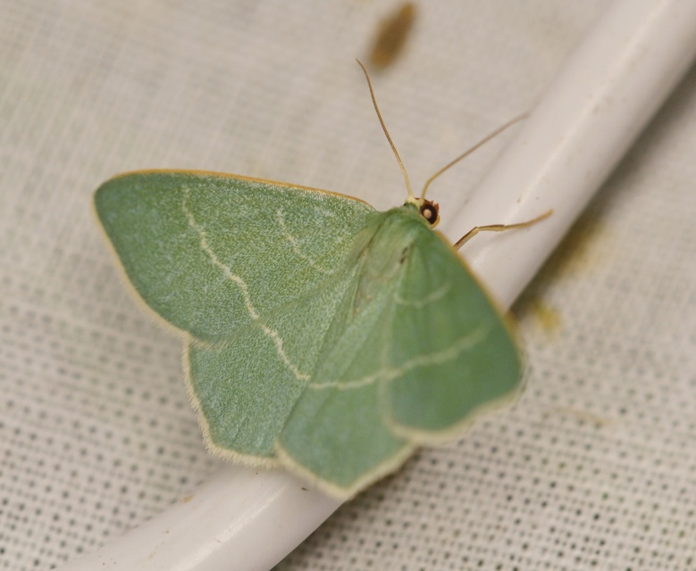 Chlorissa viridata - üdezöld araszoló