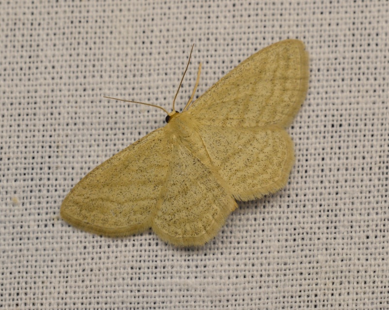 Scopula virgulata - vesszős sávosaraszoló