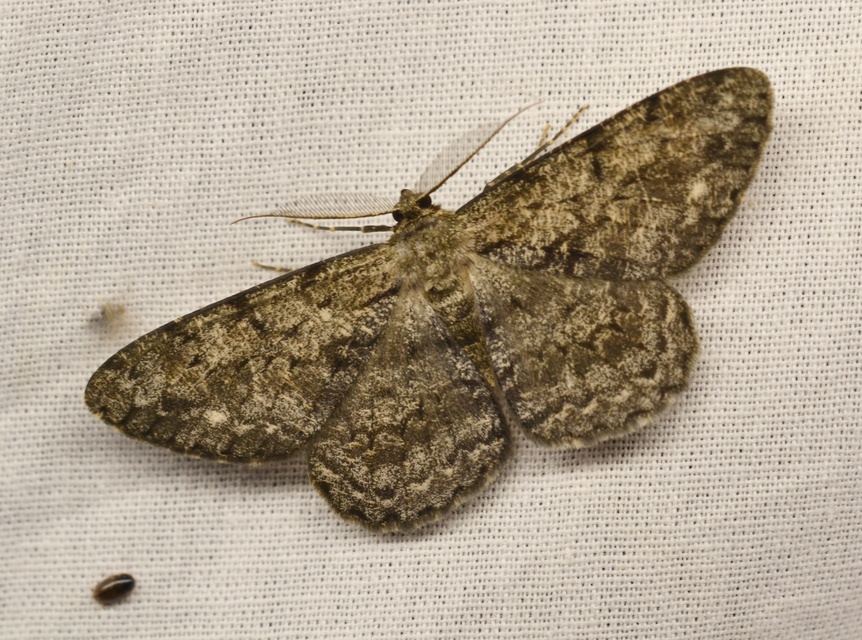 Hypomecis roboraria - nagy tölgyfaaraszoló