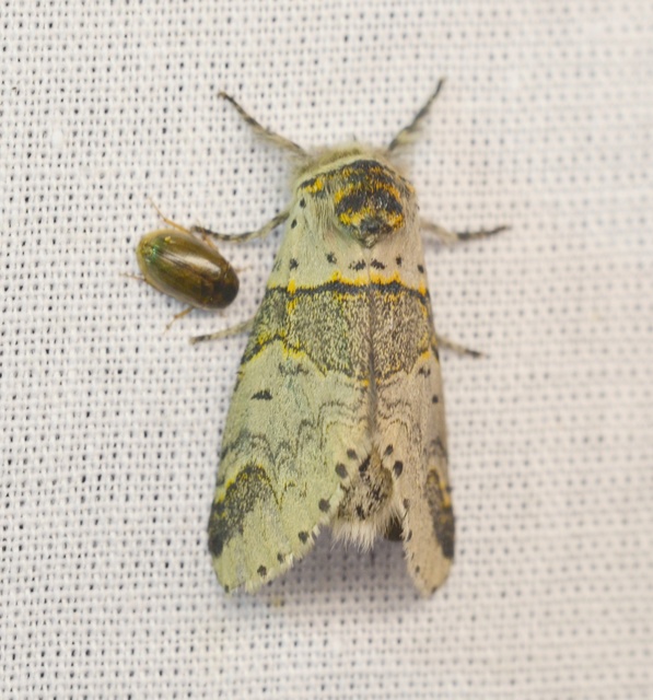 Furcula furcula - szürke púposszövő