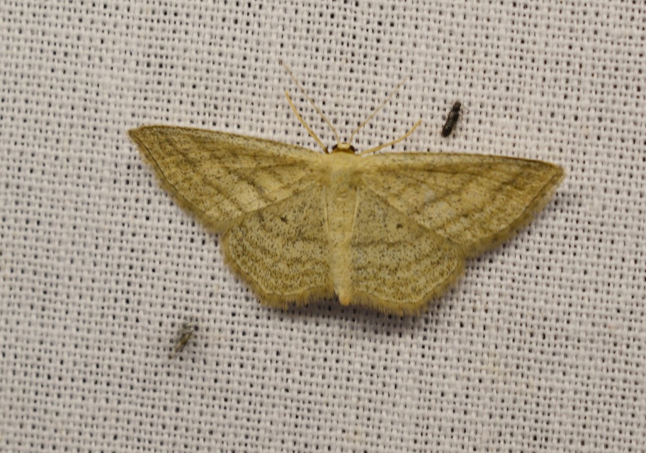 Scopula virgulata - vesszős sávosaraszoló