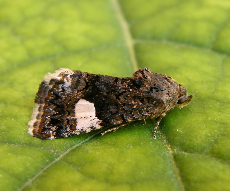 Tyta luctuosa - fekete nappalibagoly