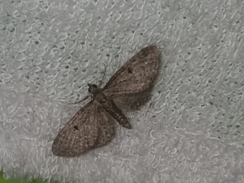 Eupithecia virgaureata - aranyvessző-törpearaszoló