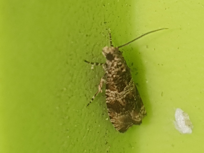 Celypha flavipalpana - öthorgú tükrösmoly