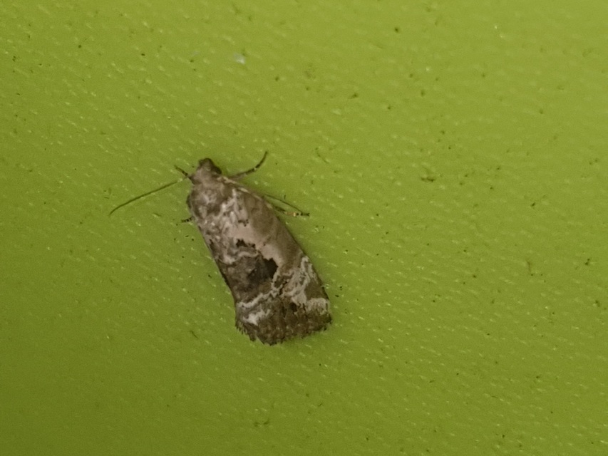 Hapalotis venustula - rózsaszínű mázasbagoly