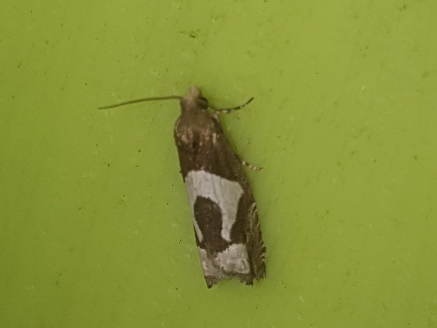 Epiblema foenella - kampósfoltú tükrösmoly