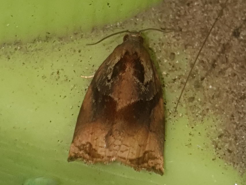 Archips podana - dudvarágó sodrómoly