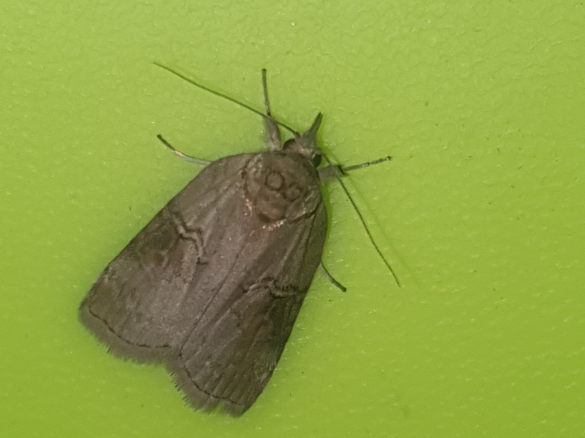 Nycteola asiatica - nyárfa-trapézbagoly