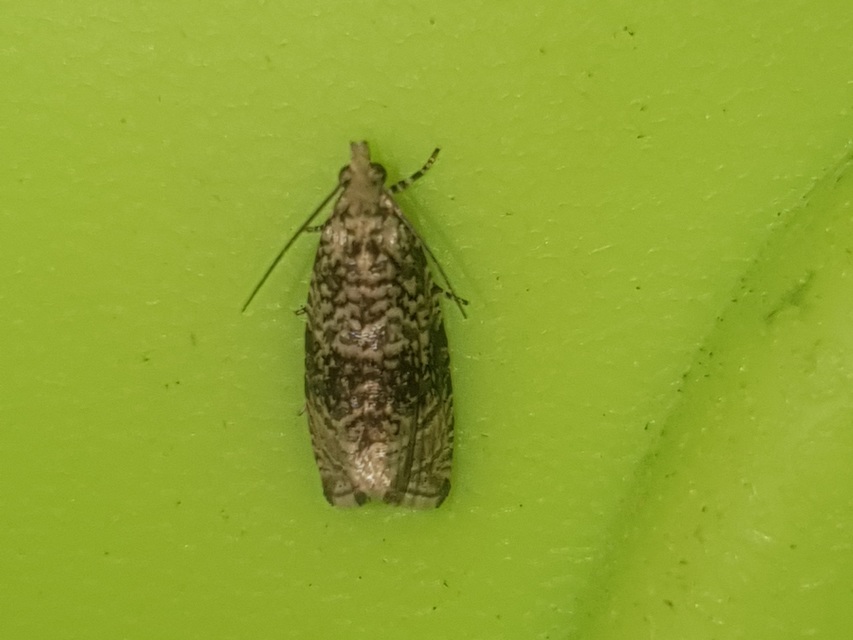 Celypha lacunana - vízparti tükrösmoly