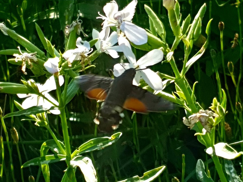 Macroglossum stellatarum - kacsafarkú szender
