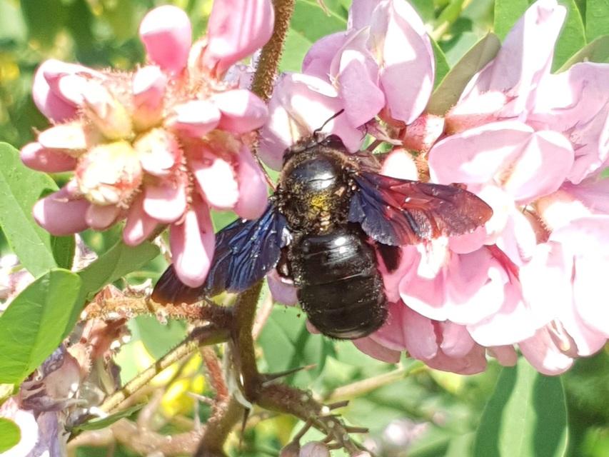 Xylocopa Xylocopa