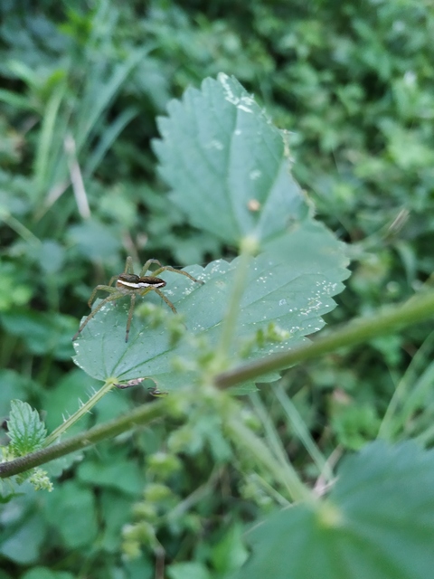 Dolomedes plantarius/fimbriatus