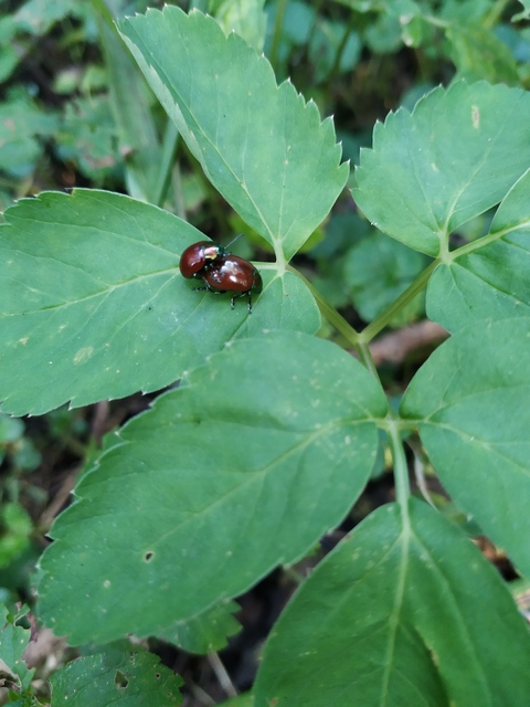 Chrysolina polita - réti mentalevelész Chrysolina polita - réti mentalevelész