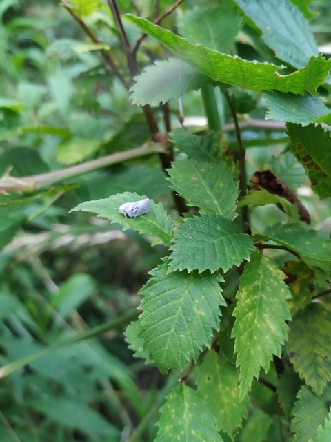 Metcalfa pruinosa - amerikai lepkekabóca