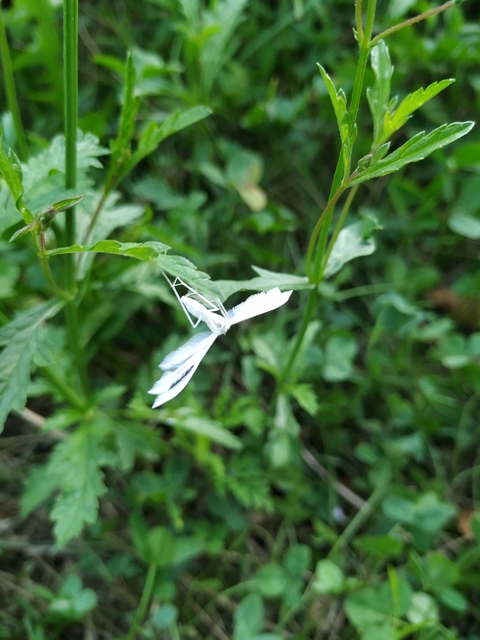 Pterophorus pentadactyla - fehér tollasmoly