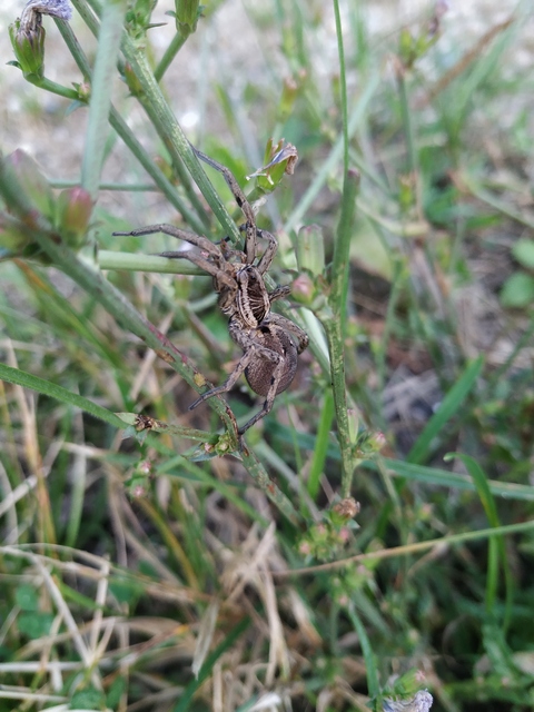 Hogna radiata - réti farkaspók