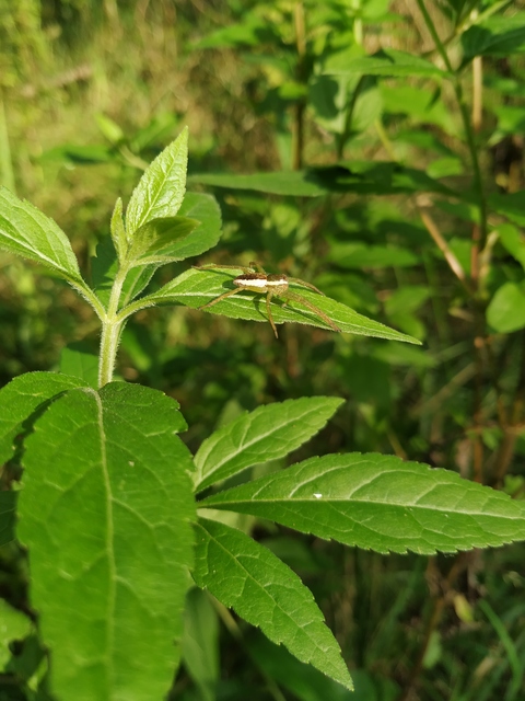 Dolomedes plantarius/fimbriatus
