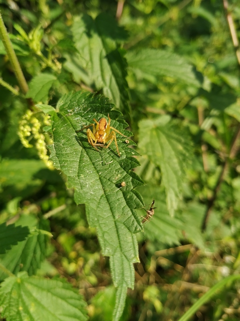 Dolomedes plantarius/fimbriatus