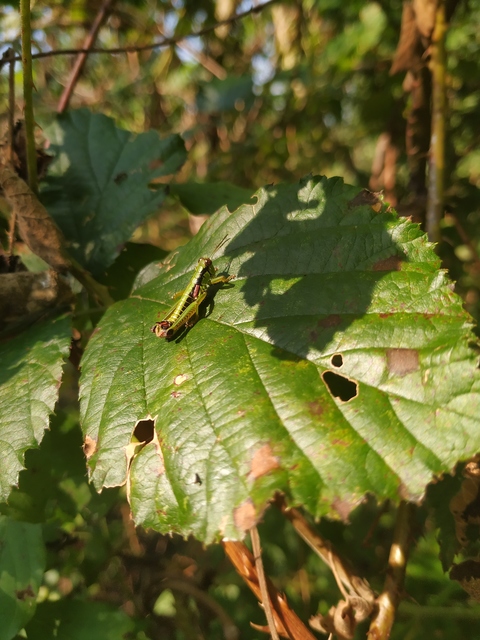 Odontopodisma schmidtii - Schmidt-hegyisáska