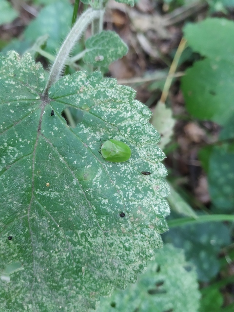 Cassida viridis - zöld pajzsbogár Cassida viridis - zöld pajzsbogár