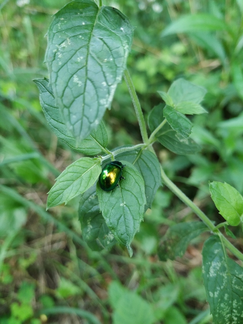 Chrysolina herbacea - zöld mentalevelész