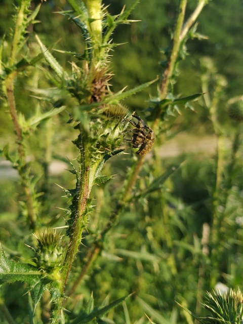 Larinus sturnus - aszat-púderbarkó