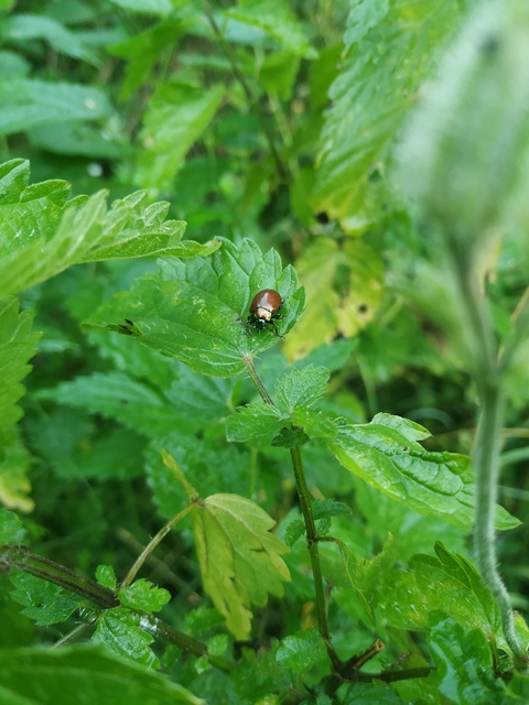 Chrysolina polita - réti mentalevelész Chrysolina polita - réti mentalevelész