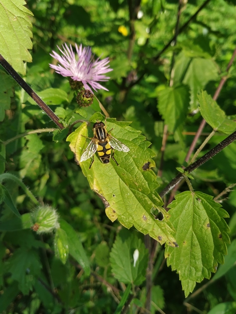 Helophilus trivittatus - nagy mocsárilégy