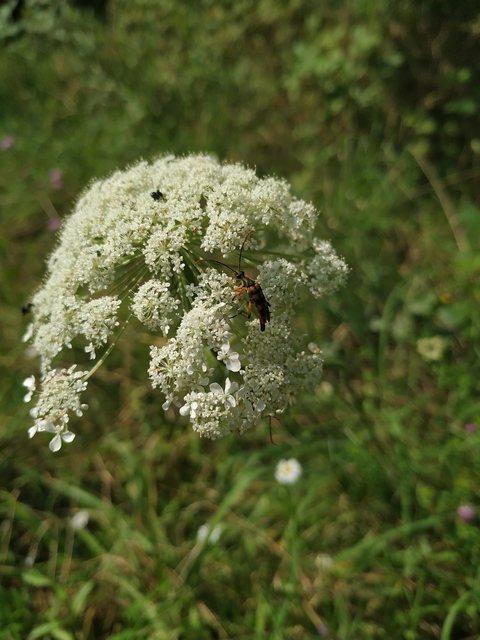 Strangalia attenuata - nyurgacincér