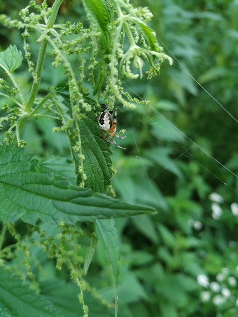 Araneus marmoreus - márványos keresztespók