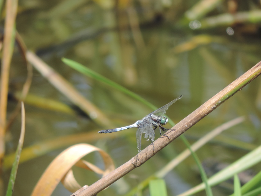 Orthetrum albistylum - fehérfarkú pásztorszitakötő