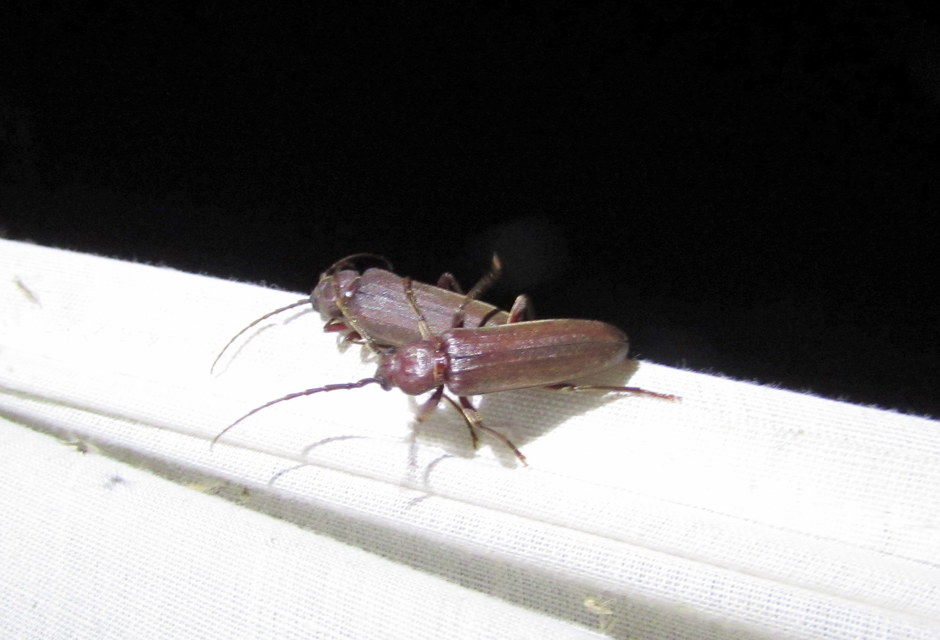 Arhopalus rusticus - gödrösnyakú cincér