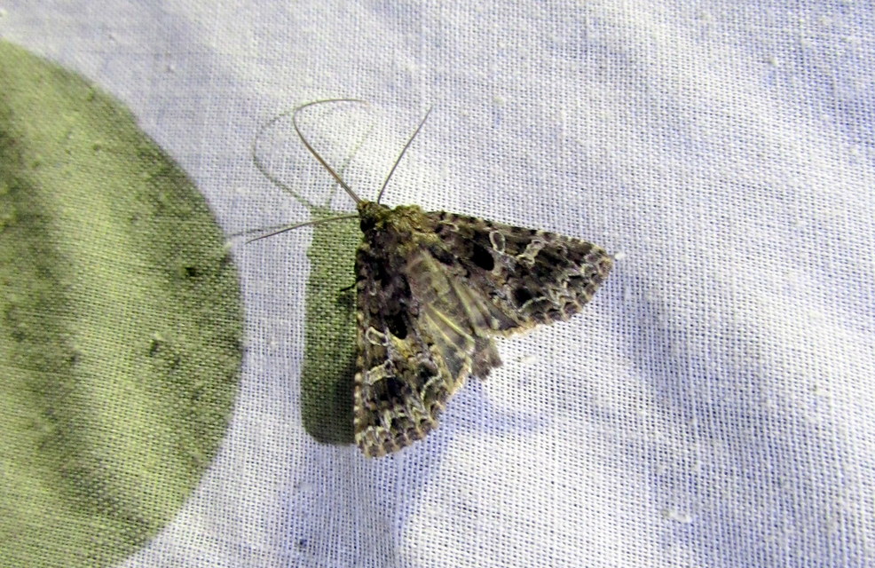 Sideridis rivularis - vörhenyes szegfűbagoly