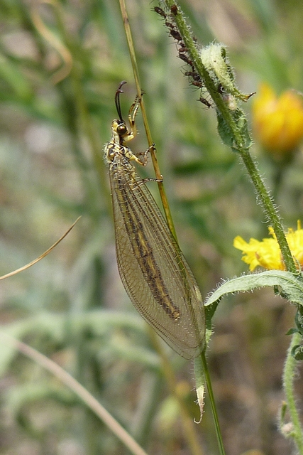 Myrmecaelurus trigrammus - hangyafarkas