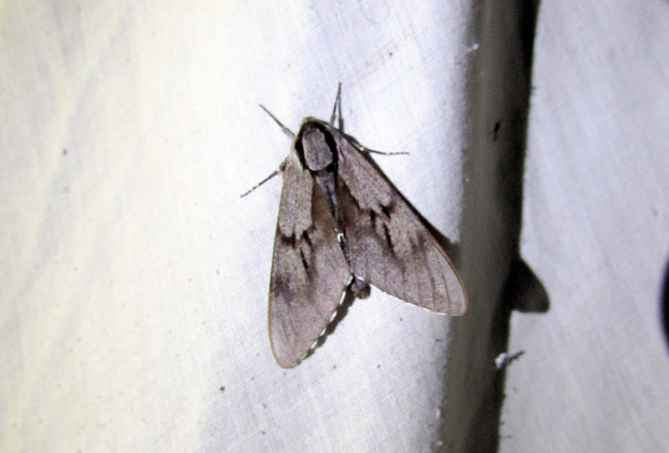 Hyloicus pinastri - fenyőszender