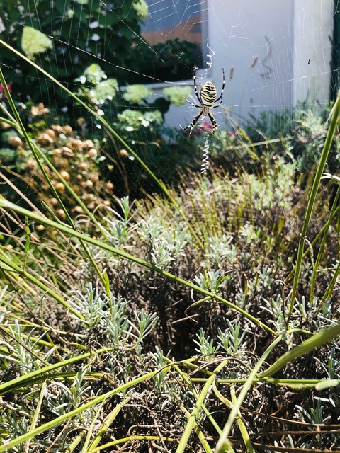 Argiope bruennichi - darázspók