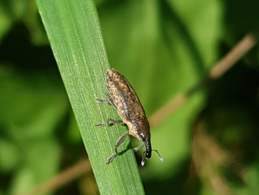 Lixus subtilis - disznóparéj-dudvabarkó