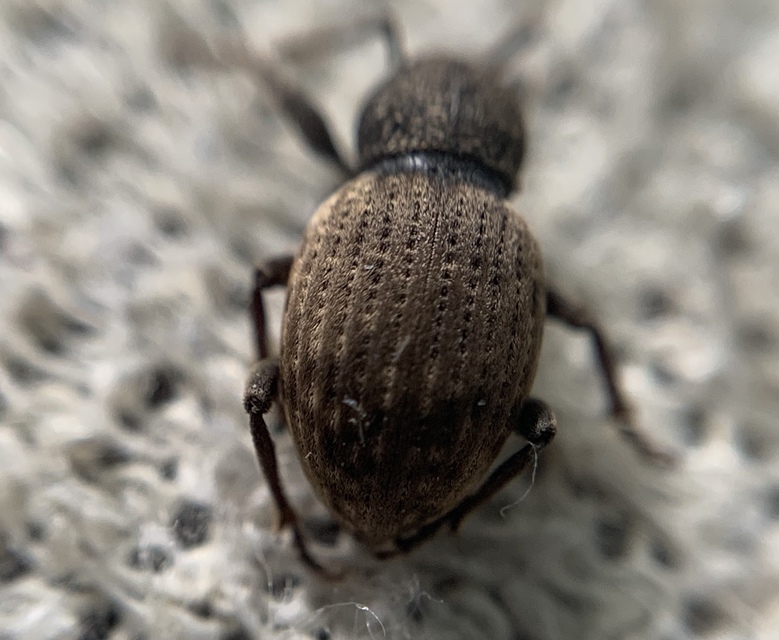 Otiorhynchus raucus - molyhos gyalogormányos