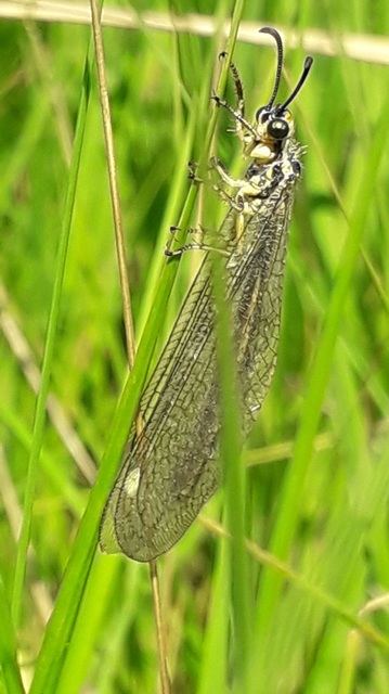 Myrmecaelurus trigrammus - hangyafarkas