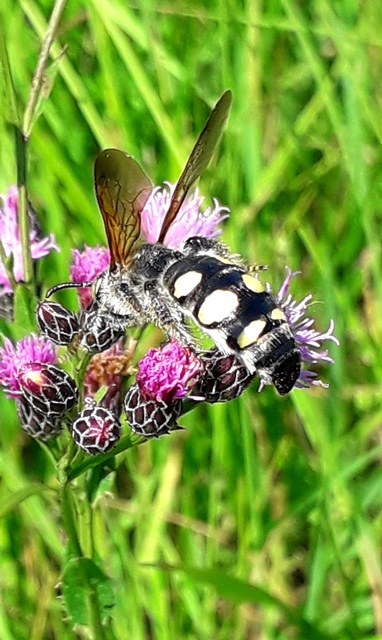 Colpa sexmaculata - hatfoltos tőrösdarázs