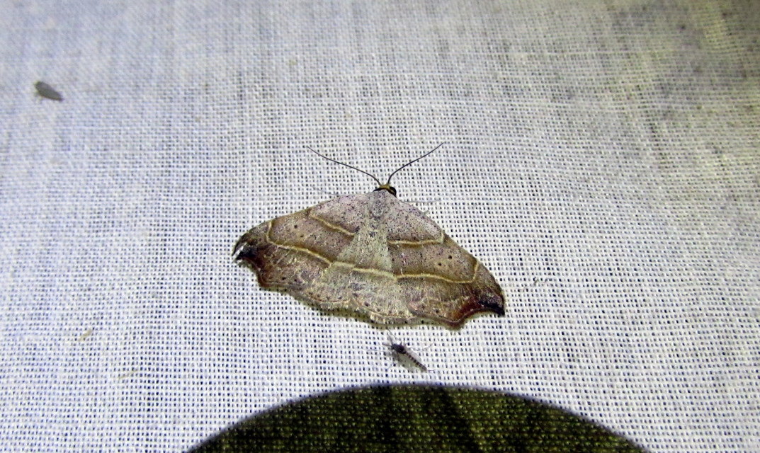 Laspeyria flexula - zuzmóbagoly
